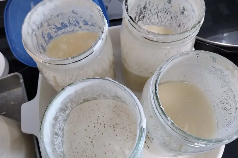 Several glass jars of pale, bubbly sourdough starter on a kitchen counter