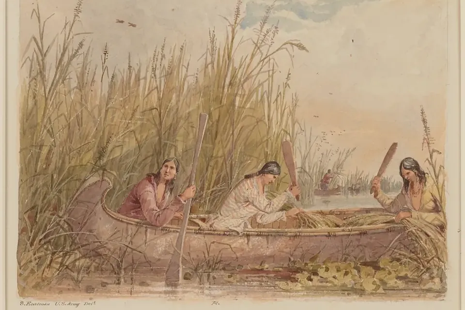 A nineteenth-century colour print of two people in a birchbark canoe gathering wild rice among tall grasses